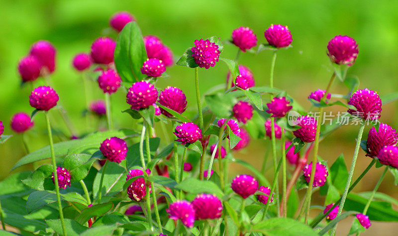 Gomphrena globbosa /全球苋菜花